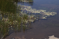 Lindernia conferta