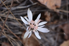 Euphorbia radians