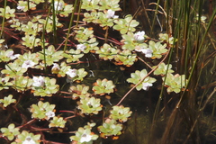 Lindernia conferta