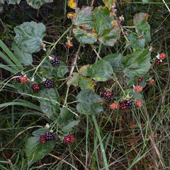 Rubus