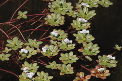 Lindernia conferta