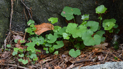 Angiospermae