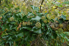 Hedera helix