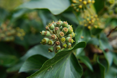 Hedera helix
