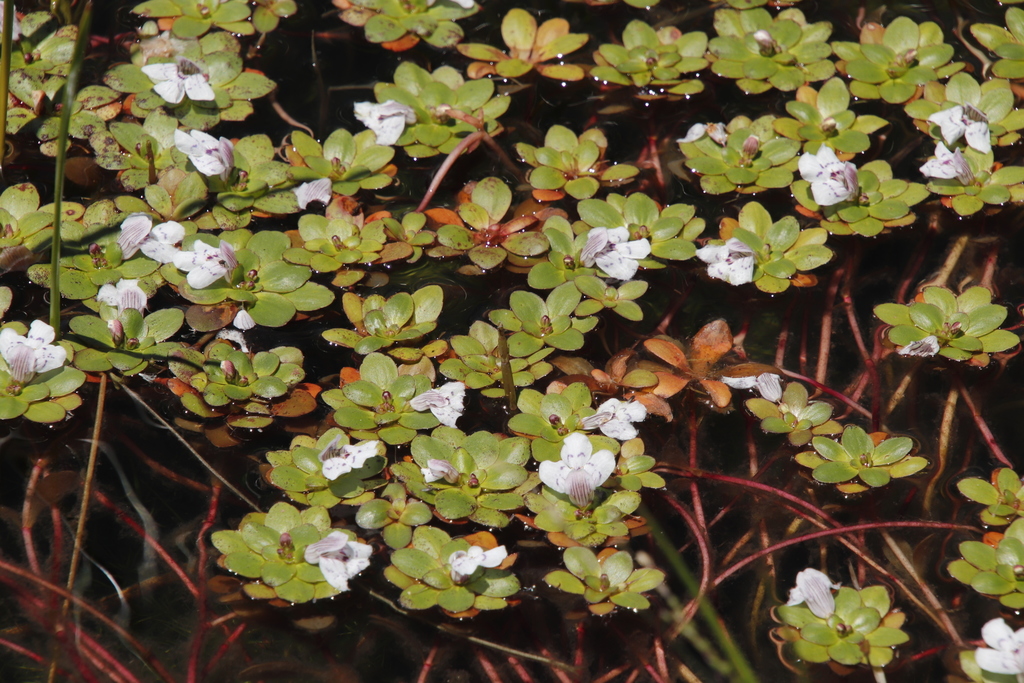 Escarpment False Pimpernel