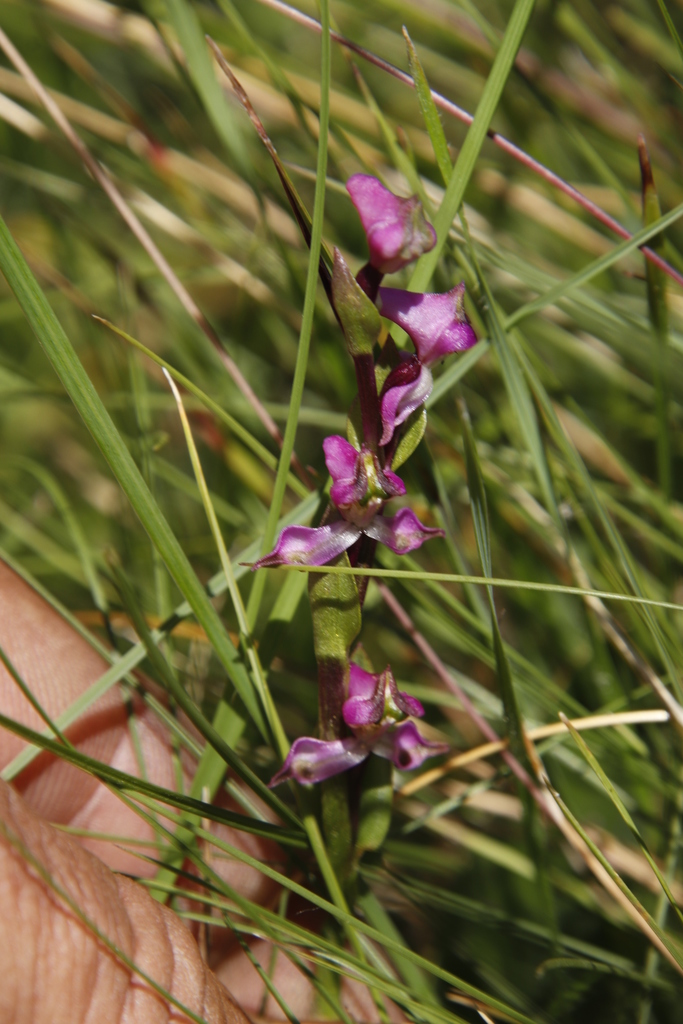 Disperis tysonii