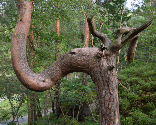 Canopy of a mature Scots pine