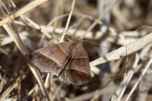 Woodland Chocolate Moth photo 3