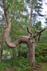 Pinus