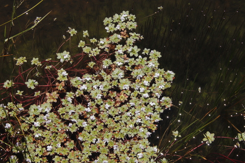 Image of Lindernia conferta by (c) Tony Rebelo, some rights reserved (CC BY-SA)
