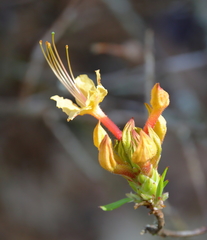 Rhododendron austrinum