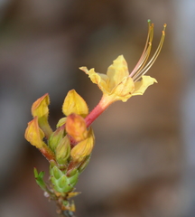 Rhododendron austrinum