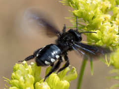 Andrena albopunctata