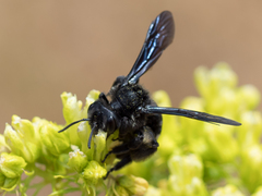 Andrena albopunctata