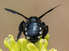 Andrena albopunctata
