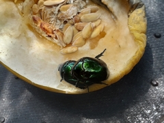 Lagochile emarginata