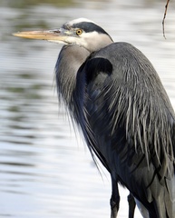 Ardea herodias fannini