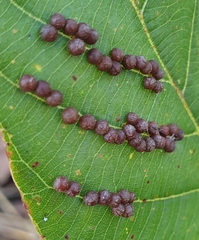 Procontarinia mangiferae