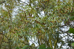 Hippophae rhamnoides