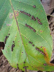 Procontarinia mangiferae