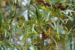 Hippophae rhamnoides