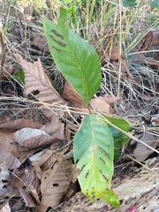 Procontarinia mangiferae