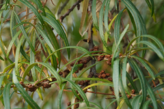 Hippophae rhamnoides