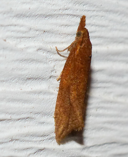 Reddish Aethes photo 5