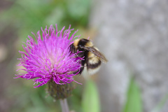 Bombus sporadicus