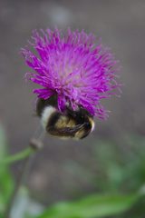 Bombus sporadicus