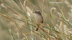 Prinia