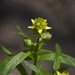 Small-flowered Buttercup - Photo (c) Scott King, some rights reserved (CC BY-NC)