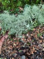 Usnea florida