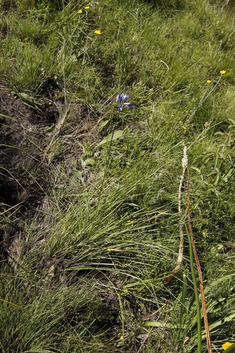 Image of Agapanthus by (c) Tony Rebelo, some rights reserved (CC BY-SA)