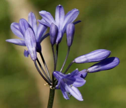 Image of Agapanthus by (c) Tony Rebelo, some rights reserved (CC BY-SA)