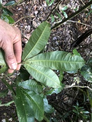 Acronychia pubescens