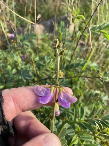 Tephrosia villosa image