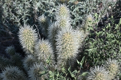 Cylindropuntia bigelovii