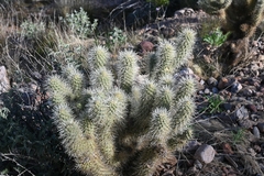 Cylindropuntia bigelovii