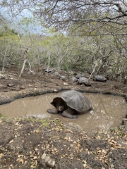 Chelonoidis niger chathamensis