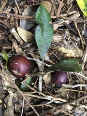 Planchonella australis