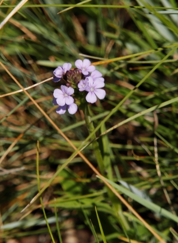 Buchnera simplex (Buchnera simplex)