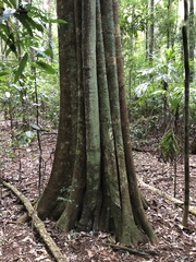Planchonella australis