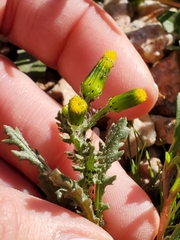 Senecio vulgaris