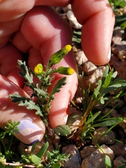 Senecio vulgaris