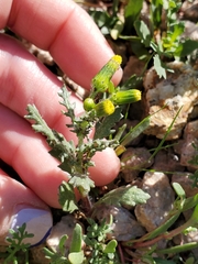 Senecio vulgaris