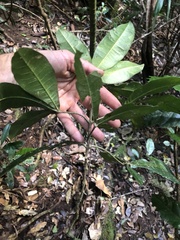 Acronychia pubescens