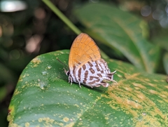 Drupadia ravindra moorei