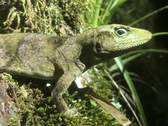 Anolis macrinii