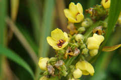 Verbascum nigrum